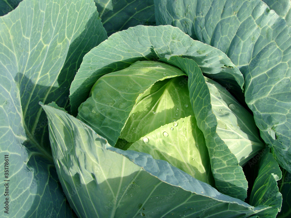 Obraz premium cabbage head growing on the vegetable bed