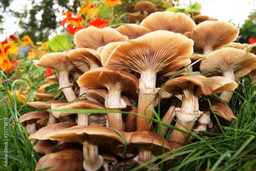 Toadstools