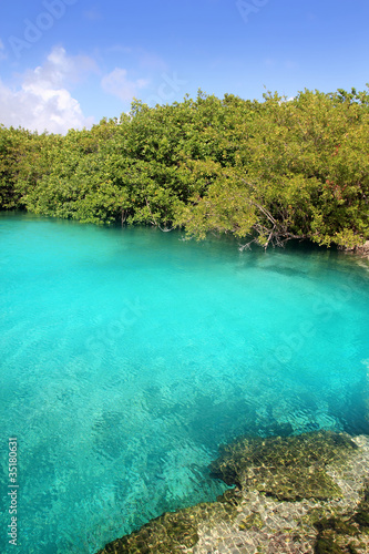 cenote mangrove turquoise water Mayan Riviera