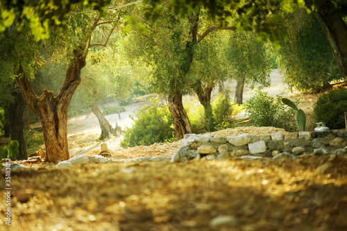 Fototapeta Naklejka Na Ścianę i Meble -  Olive Trees