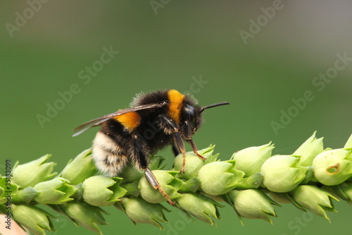Bumble-bee sitting on green leaf