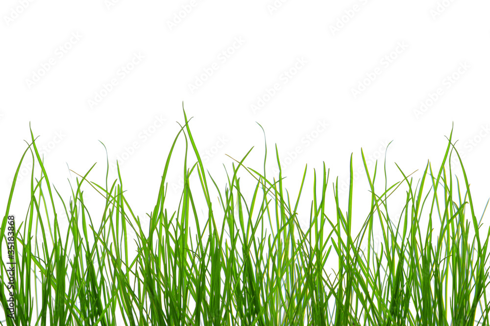 green grass green grass