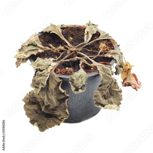 Slika na platnu wither plant