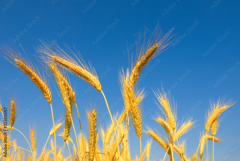 Wheat field Wheat field