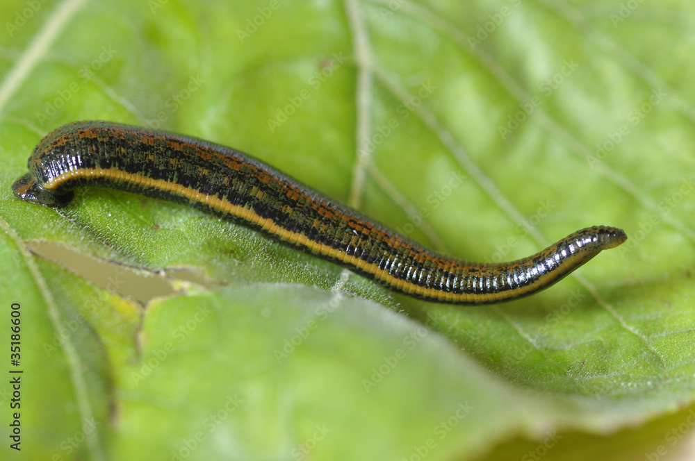 Medizinischer Blutegel Therapie Hirudo Stock Photo Adobe Stock