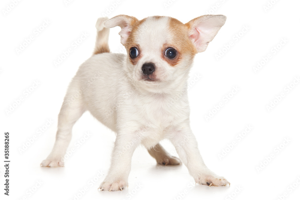 Chihuahua puppy on white background