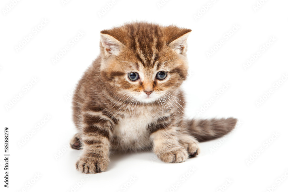 British kitten on white background