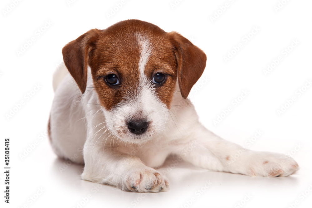 Jack Russell and  puppy on white