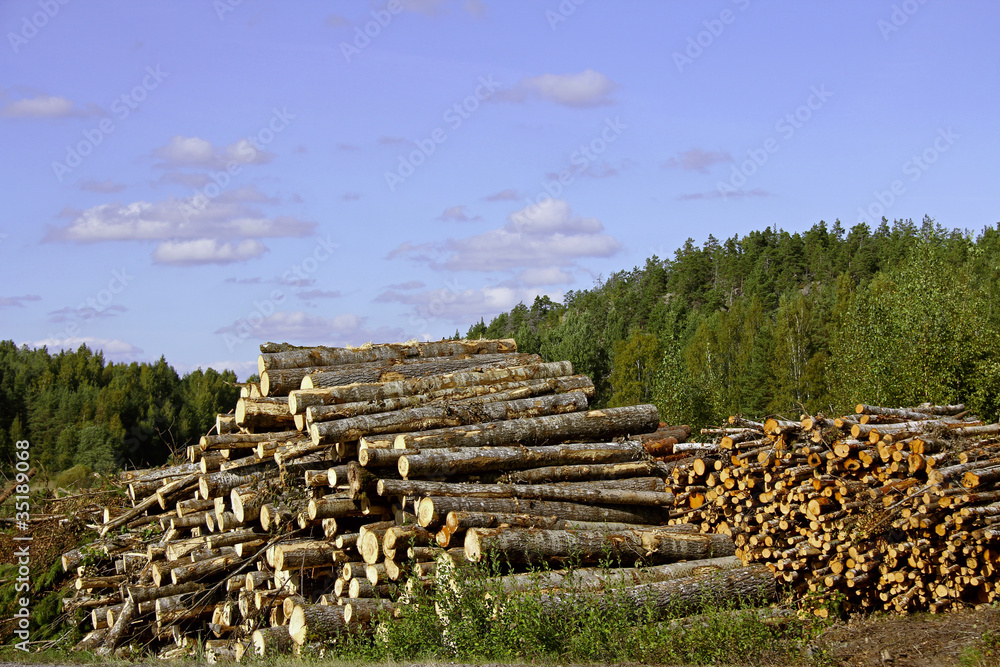 Two piles of logs rural landscape