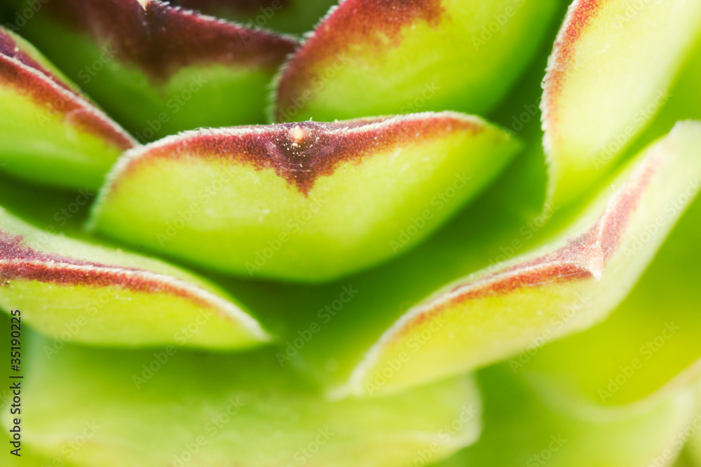 Sempervivum macro Sempervivum macro