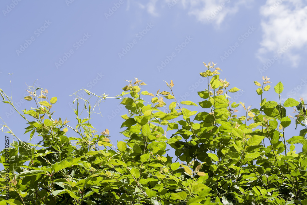 Green branches against on sky Green branches against on sky