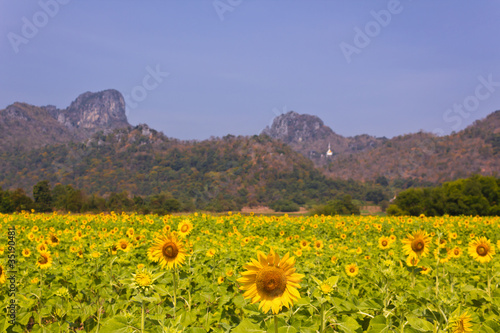 field of sunflower with mountains background in Lopburi, Thailan