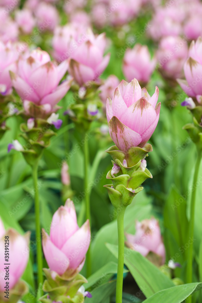Pink field of Siam tulip