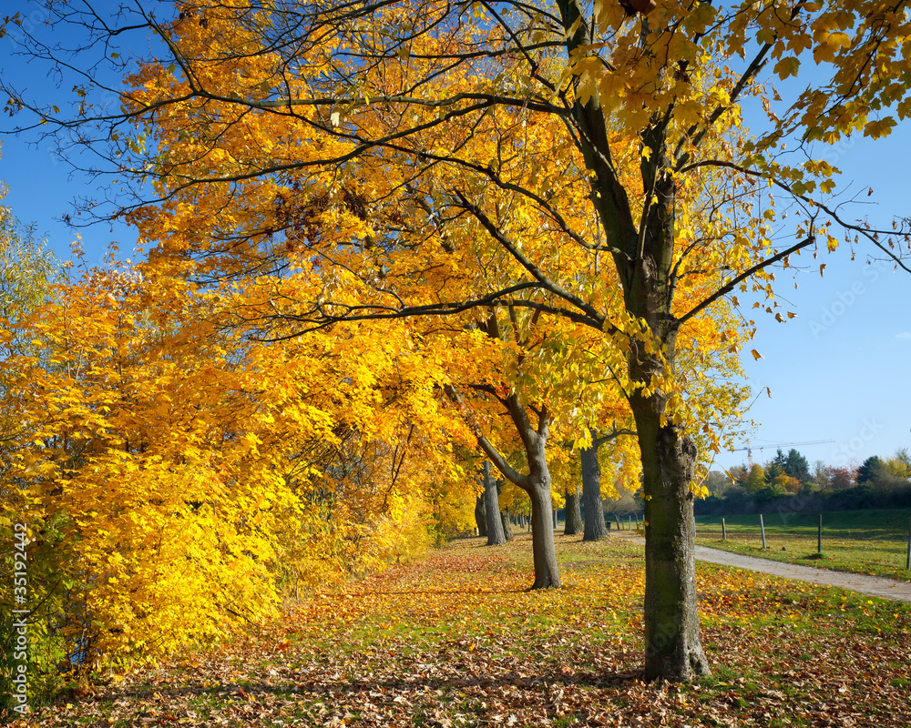 Colorful autumn maple trees Colorful autumn maple trees