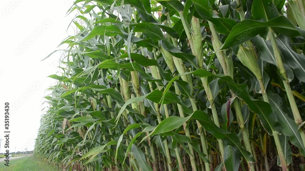 Corn stalks in a field in southern Illinois. Corn stalks in a field in southern Illinois.
