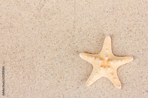 beautiful starfish on sand