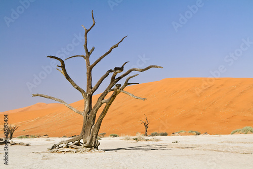 Baum in der Namibwüste, Namibia