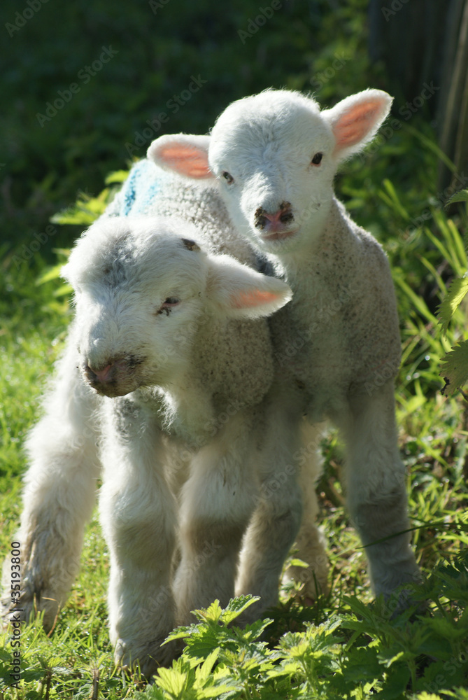 English Spring Lambs English Spring Lambs