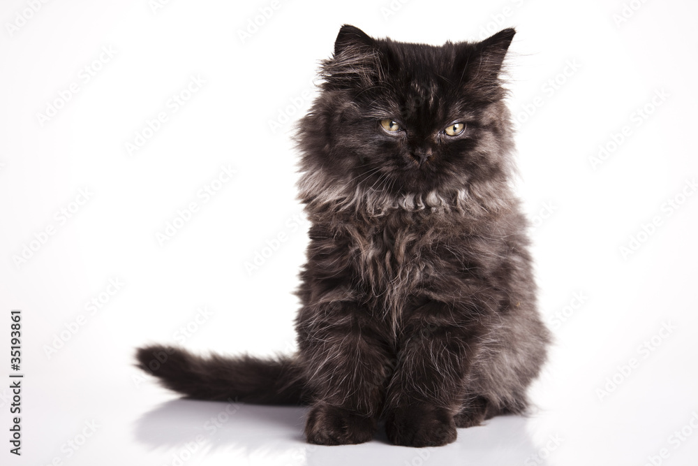 Cat Cat