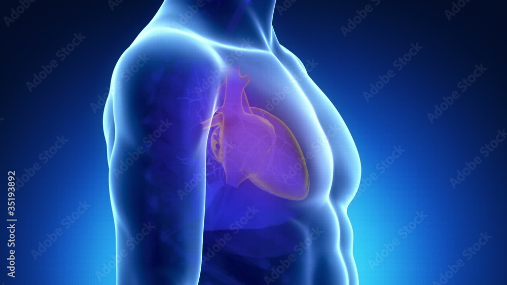 Male scan HEART anatomy in blue x-ray loop Male scan HEART anatomy in blue x-ray loop
