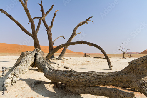 Toter Baum in der W  ste  Namibia