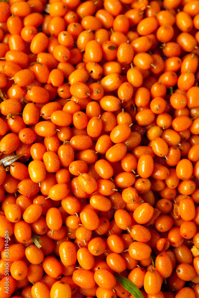 Sea-buckthorn