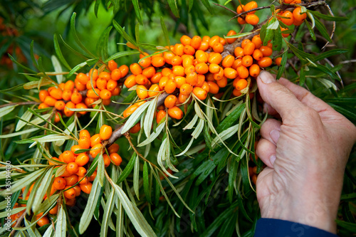 Picking sea-buckthorn berries