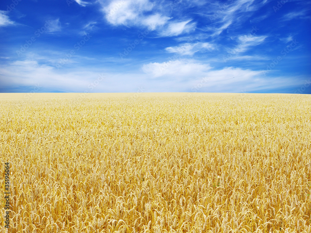 Fototapeta premium wheat field