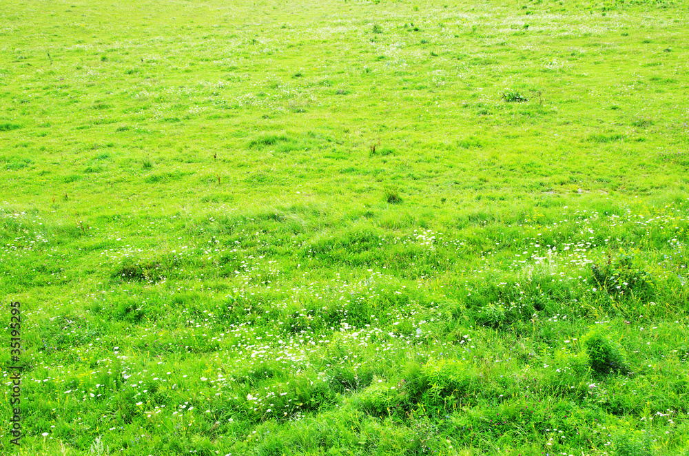 Obraz premium grass
