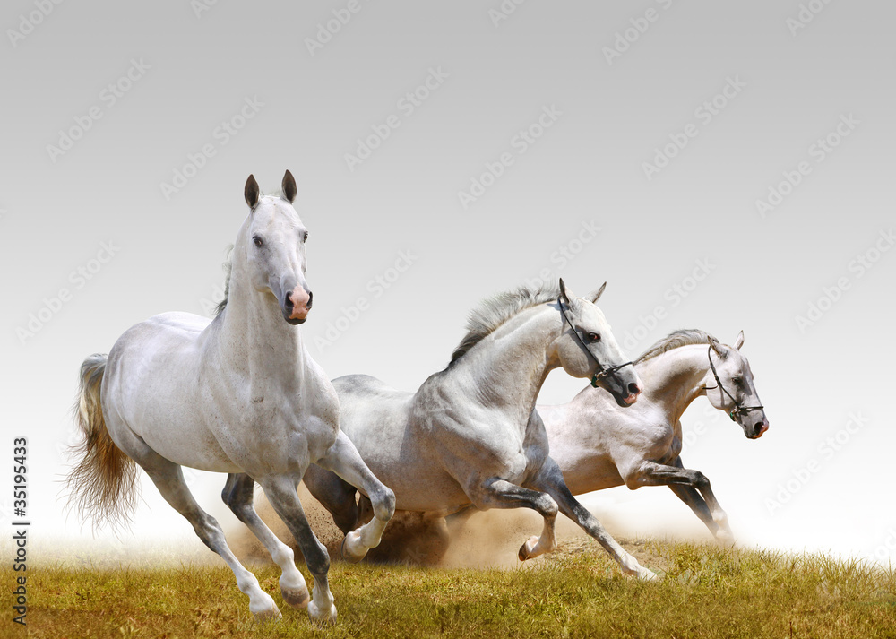 three stallions