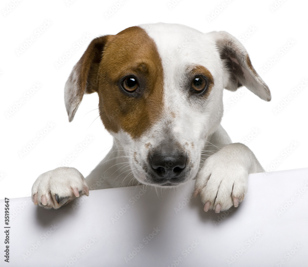 Close-up of Jack Russell Terrier, 1 year old Close-up of Jack Russell Terrier, 1 year old