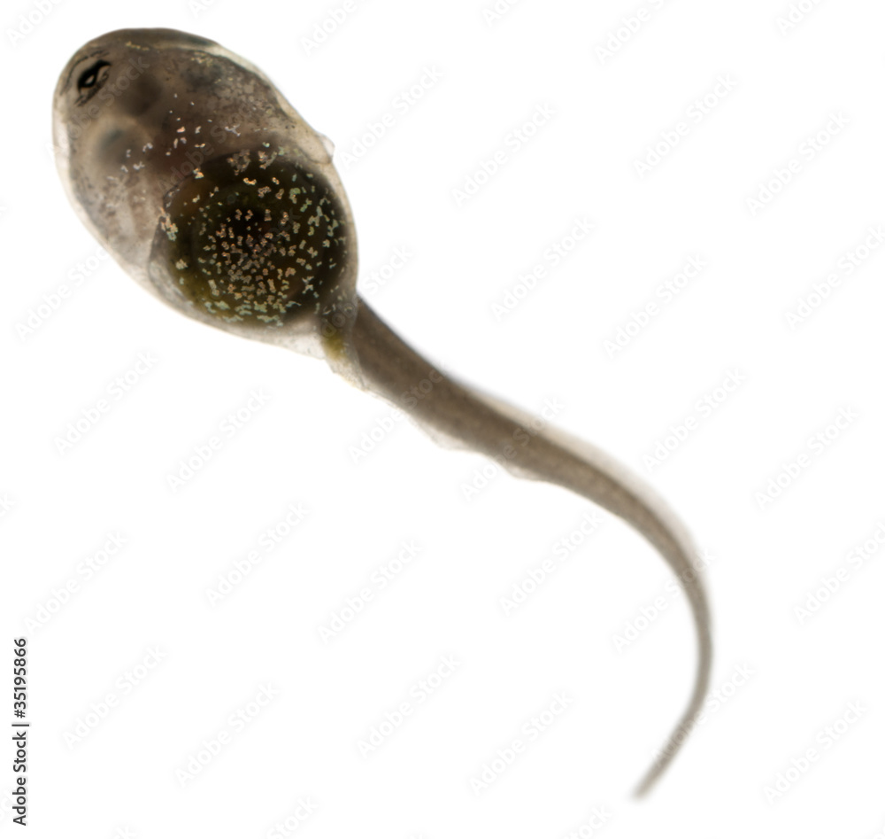 Fototapeta premium Common Frog, Rana temporaria tadpole with internal gills