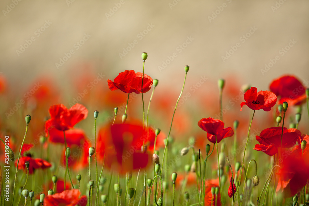 Obraz premium Mak kukurydziany