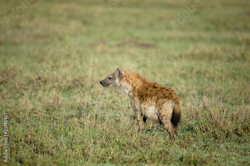Hyena at the Serengeti National Park, Tanzania, Africa