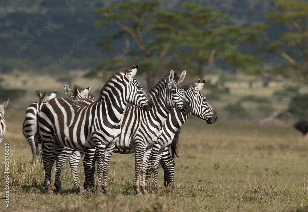 Small group of Zebras at the Serengeti National Park, Tanzania - obrazy, fototapety, plakaty 