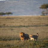 Lion and Lioness at the Serengeti National Park, Tanzania