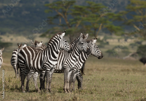 Small group of Zebras at the Serengeti National Park  Tanzania