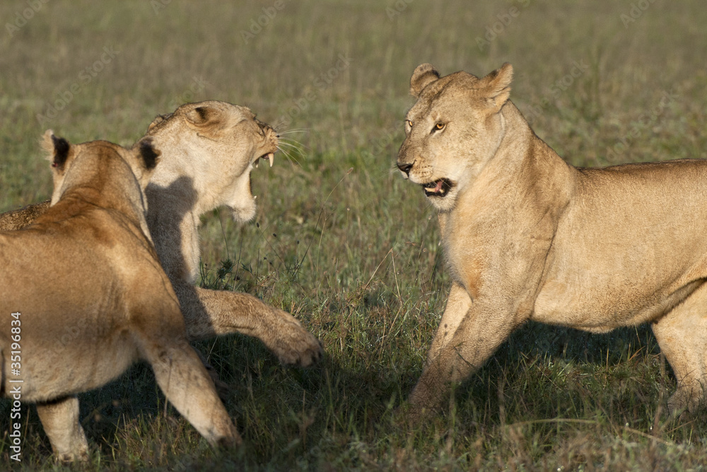Lioness playing together at the Serengeti National Park Lioness playing together at the Serengeti National Park