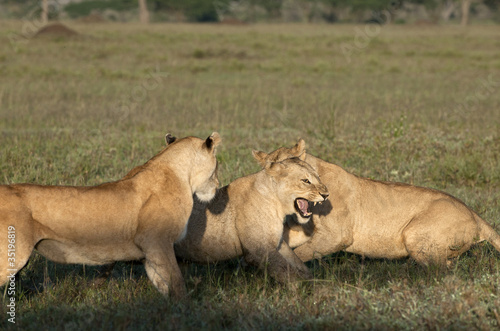 Fototapeta Naklejka Na Ścianę i Meble -  Lioness at the Serengeti National Park, Tanzania, Africa