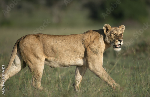 Lioness at the Serengeti National Park  Tanzania  Africa