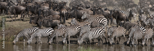 Zebras drinking at the Serengeti National Park  Tanzania  Africa