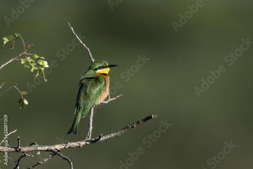 Cinnamon-chested bee-eater, Merops oreobates photo