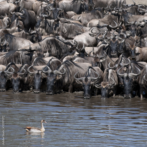 Herds of wildebeest and bird at the Serengeti National Park