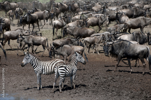 Zebras and Wildebeest at the Serengeti National Park  Tanzania