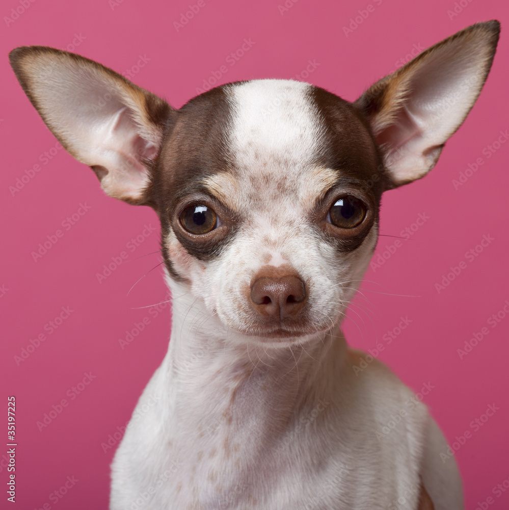 Close-up of Chihuahua puppy, 6 months old Close-up of Chihuahua puppy, 6 months old