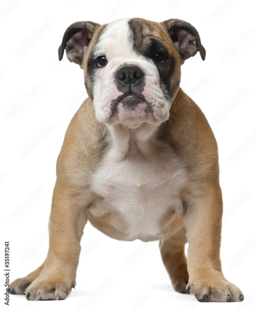English Bulldog puppy, 11 weeks old, standing