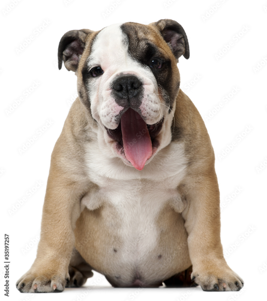 English Bulldog puppy panting, 11 weeks old