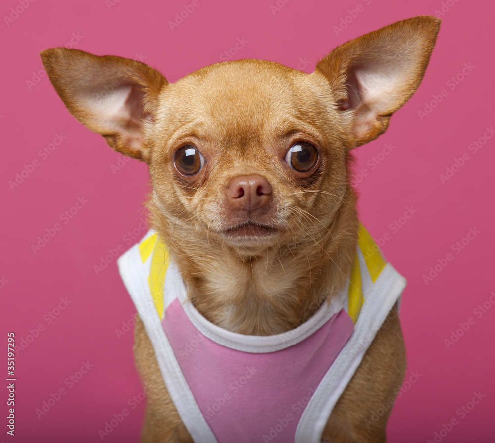 Close-up of Chihuahua wearing shirt, 3 years old