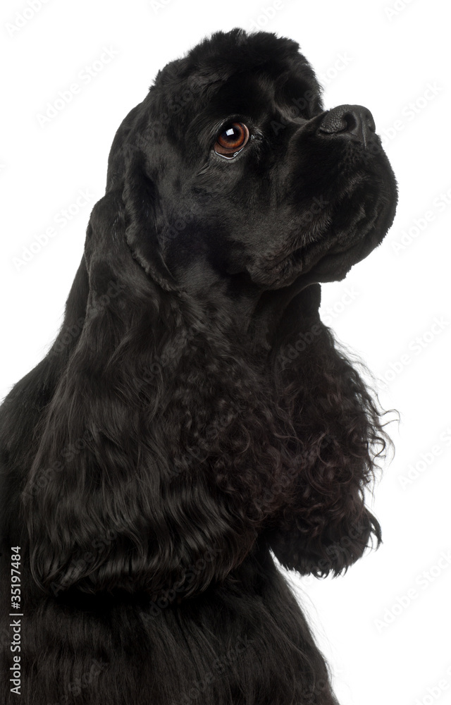 Close-up of American Cocker Spaniel, 1 year old Close-up of American Cocker Spaniel, 1 year old