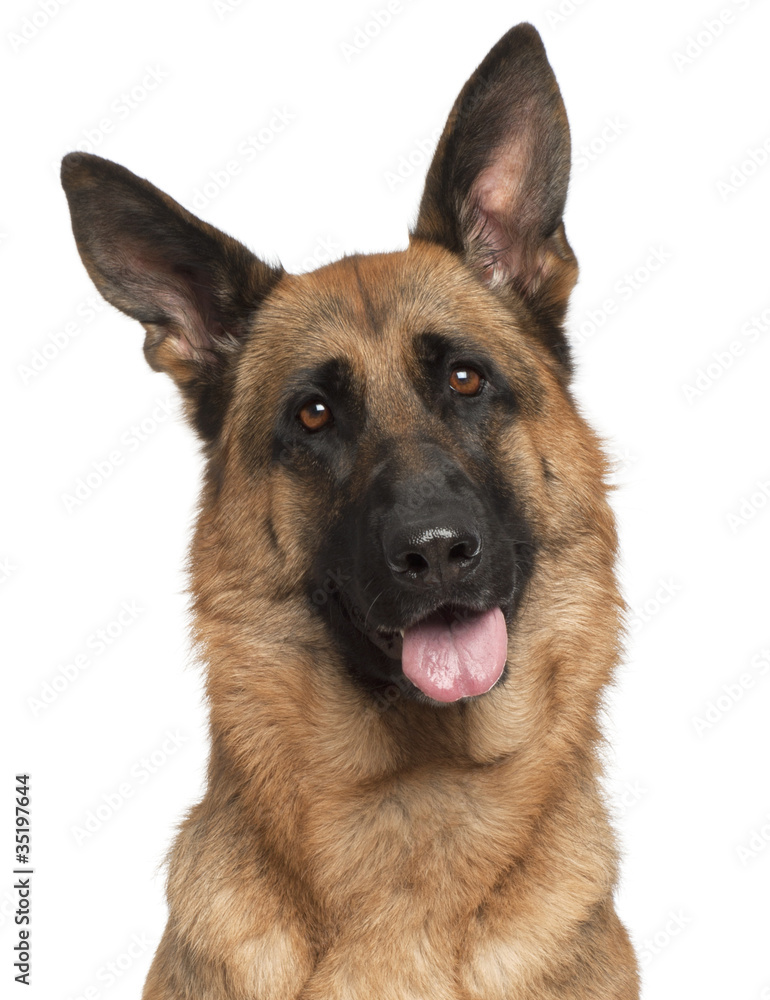 Close-up of German Shepherd Dog panting, 3 years old